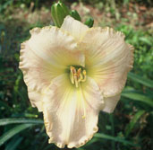 Seedling 320